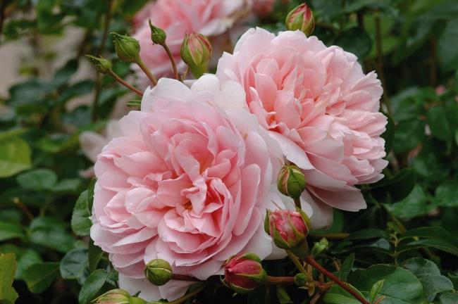 Collection of the most beautiful climbing roses