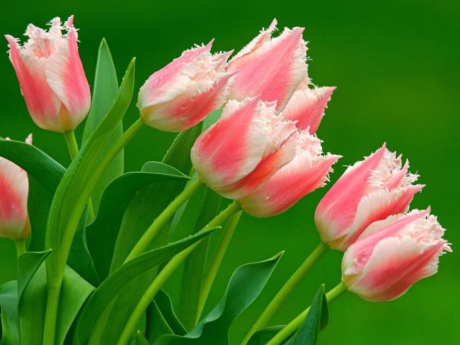 Gambar tulip merah muda yang indah 