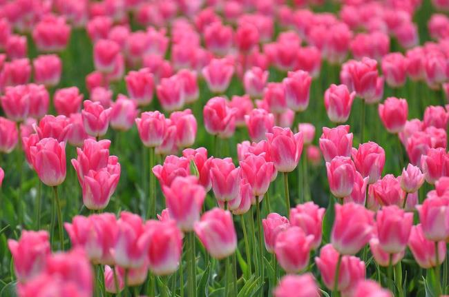 Красивые розовые тюльпаны изображения 