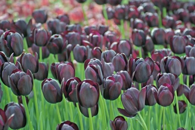 Belles images de tulipes noires