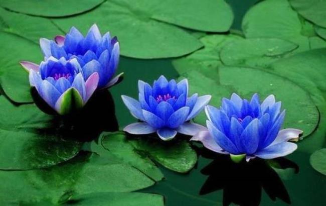 最も美しい青い蓮の画像のコレクション
