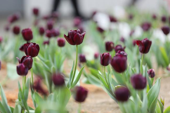 Belles images de tulipes noires