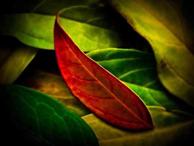 Summary of all beautiful leaf images