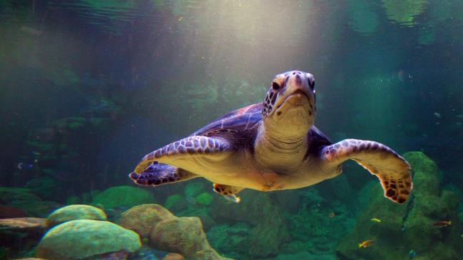 Colección de las imágenes de tortugas más bellas