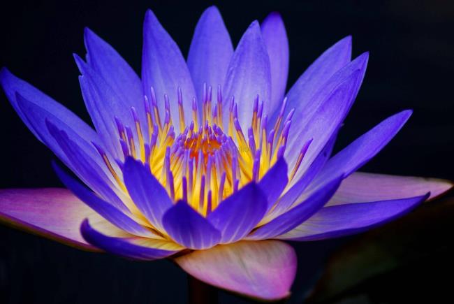 Collection des plus belles images de lotus bleu