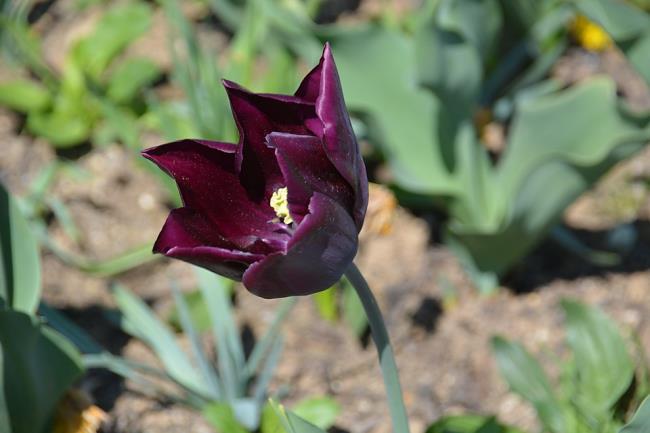 Gambar tulip hitam yang indah