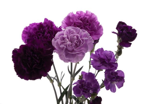 Menggabungkan gambar anyelir ungu yang paling indah
