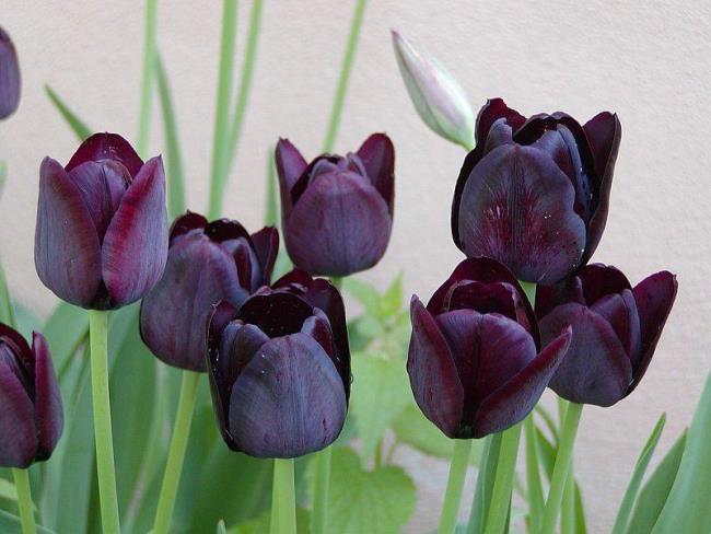 Schöne schwarze Tulpenbilder