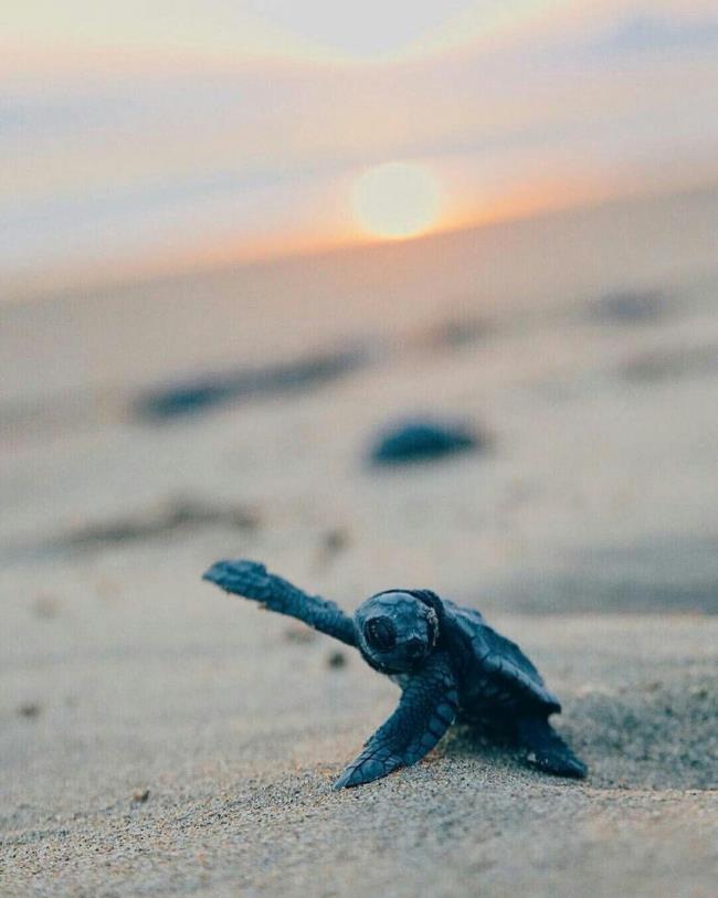 Sammlung der schönsten Schildkrötenbilder