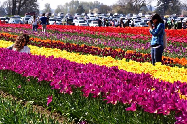 Hermosas imágenes del festival de tulipanes