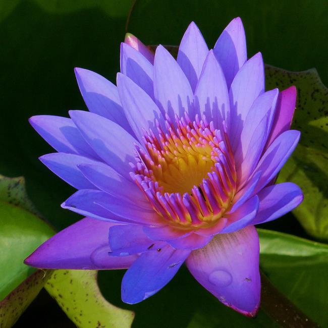 Sammlung der schönsten blauen Lotusbilder