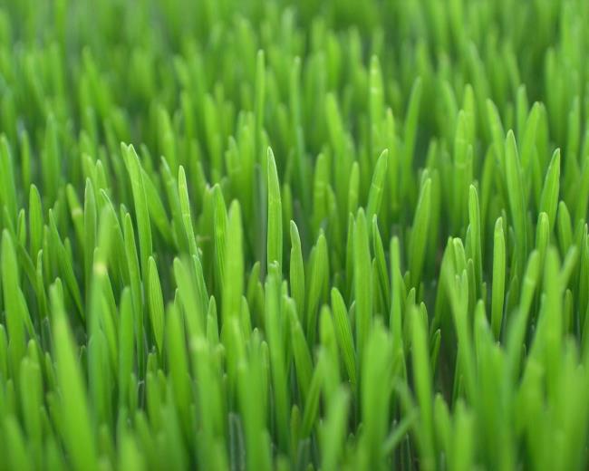مجموعة من أجمل خلفيات العشب الأخضر