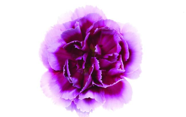 Łącząc zdjęcia najpiękniejszego fioletowego goździka