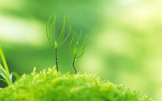 सबसे सुंदर हरी घास वॉलपेपर का संग्रह