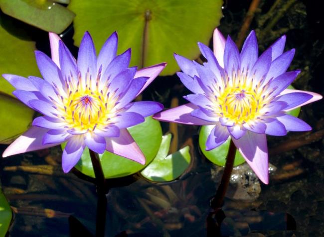 Collection des plus belles images de lotus bleu