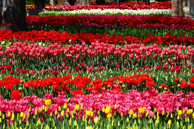Schöne Tulpenfestbilder