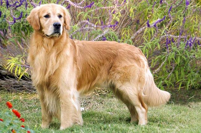 Synthesis of the most beautiful Golden dog image