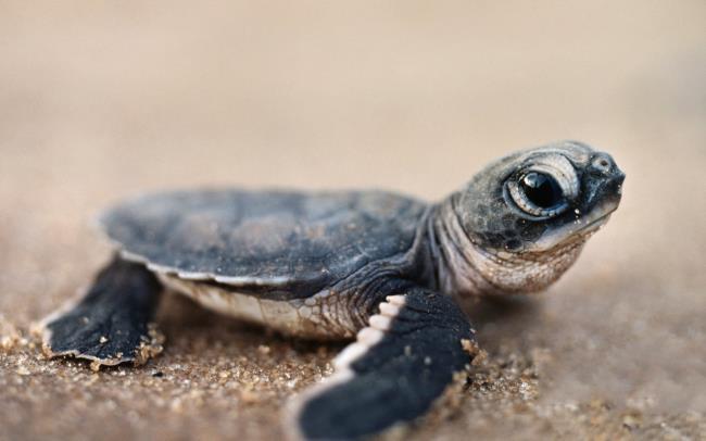 Collection des plus belles images de tortues