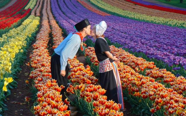 Beautiful tulip festival images