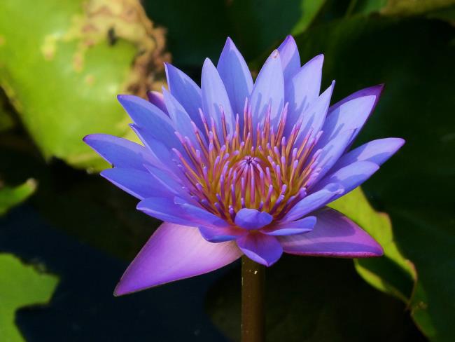 Collection of the most beautiful blue lotus images