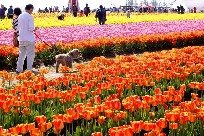 Gambar festival tulip yang indah
