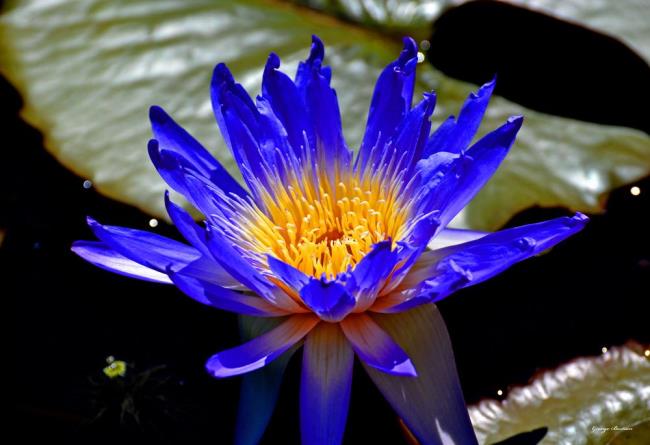Raccolta delle più belle immagini di loto blu
