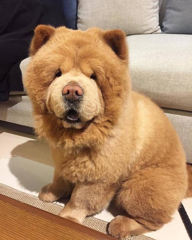 Synthesis of the most beautiful Chow Chow dog