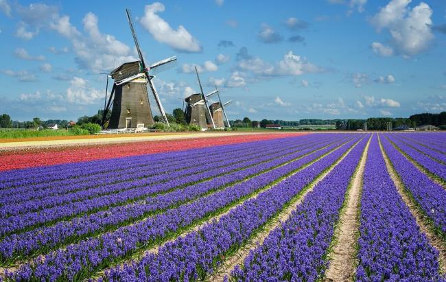 Fotos hermosos campos de tulipanes holandeses