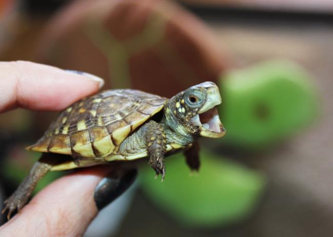 Collection of the most beautiful turtle images