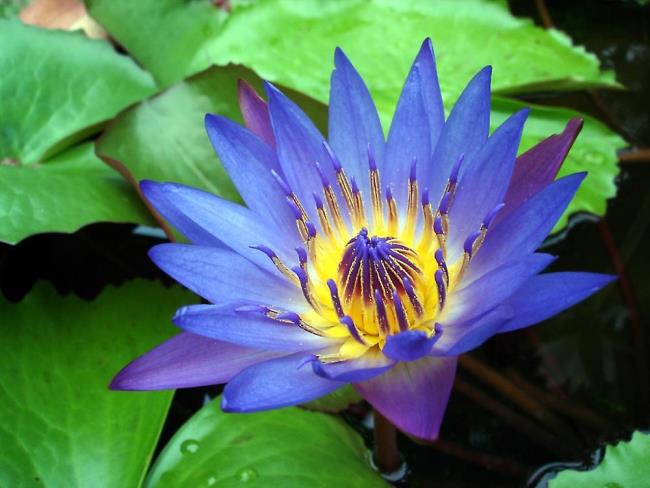 Raccolta delle più belle immagini di loto blu