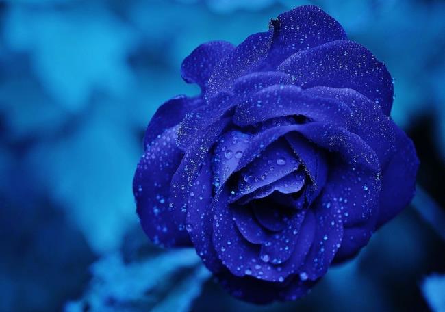 最も美しい青いバラの画像のコレクション