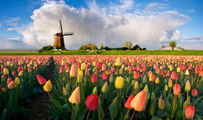 Photos beautiful Dutch tulip fields
