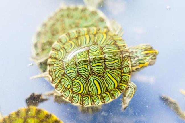 Colección de las imágenes de tortugas más bellas