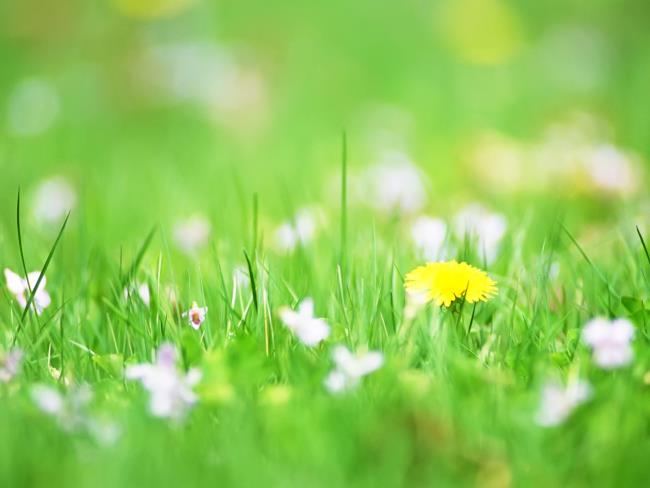 Sammlung der schönsten grünen Gras Tapeten