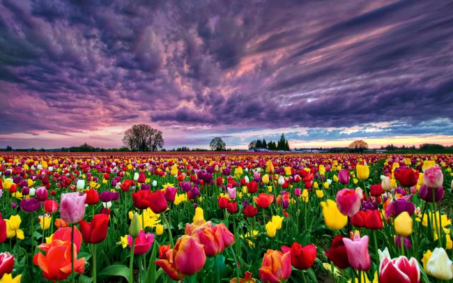 Photos beaux champs de tulipes hollandaises