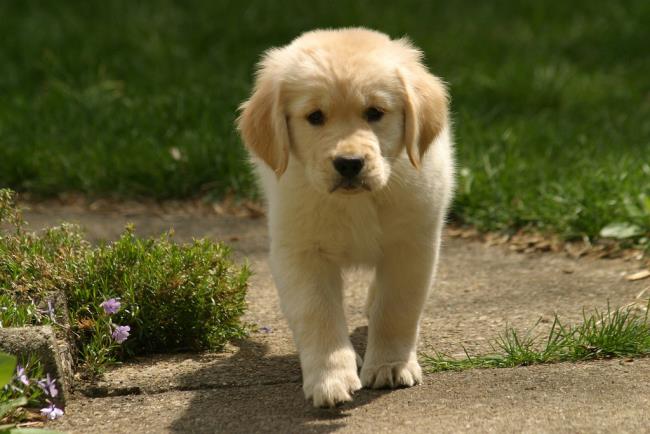 Sintesis gambar anjing Golden paling indah