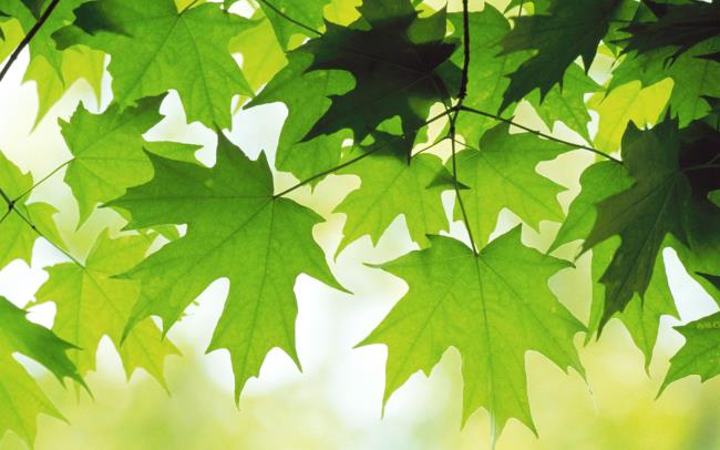 Résumé de toutes les belles images de feuilles