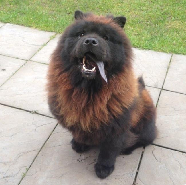 Synthesis of the most beautiful Chow Chow dog
