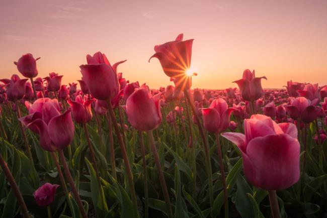Gambar ladang tulip Belanda yang indah