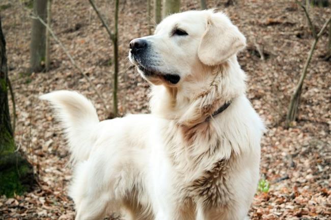Sintesis gambar anjing Golden paling indah