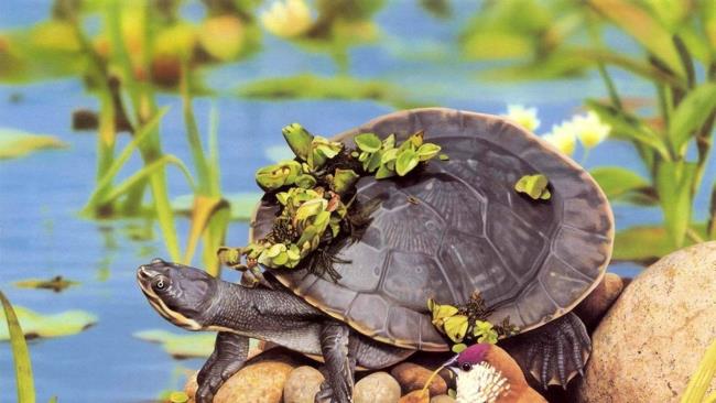 Коллекция самых красивых изображений черепах