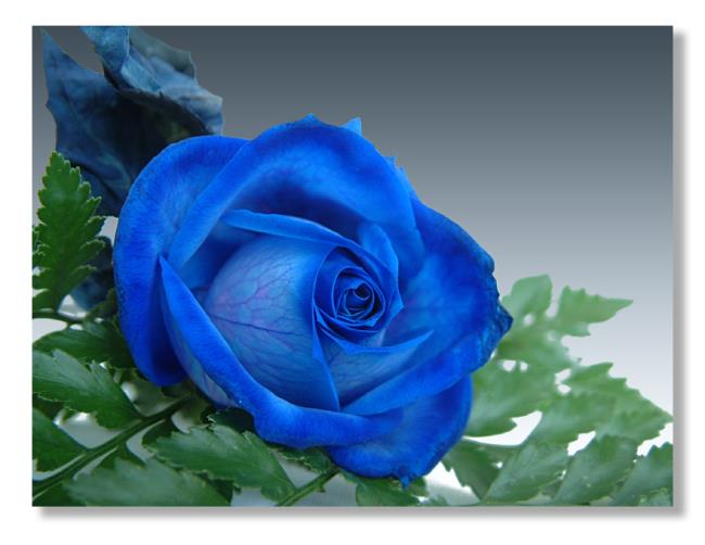 Sammlung der schönsten blauen Rosenbilder