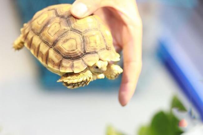 Koleksi gambar kura-kura paling indah