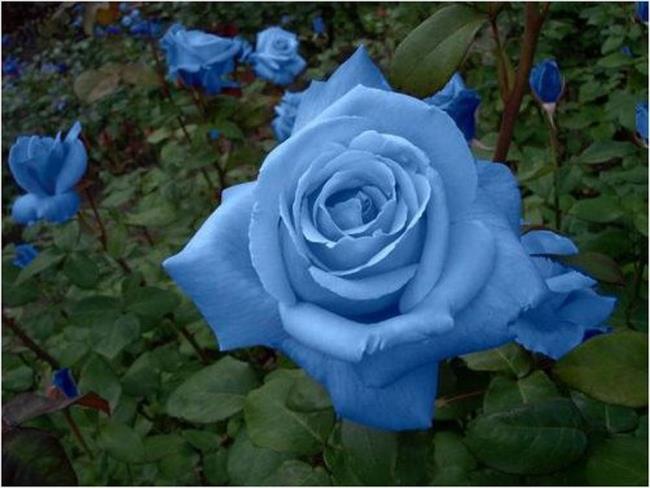 最美麗的藍玫瑰圖像的集合