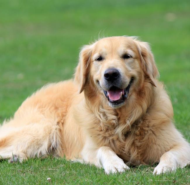 Sinteza celei mai frumoase imagini de câine de Aur
