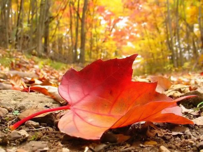 Riepilogo di tutte le splendide immagini delle foglie