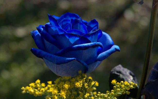 Colecție de cele mai frumoase imagini cu trandafiri albaștri