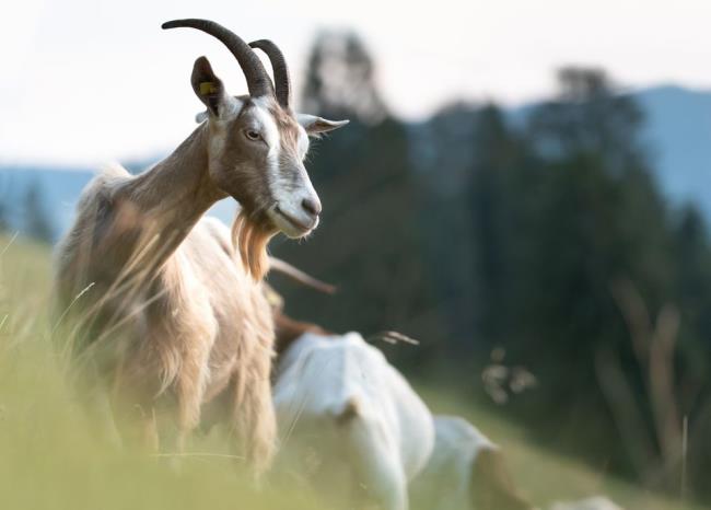 Coleção das mais belas fotos de cabras