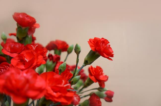 Bilder der schönsten roten Nelke kombinieren