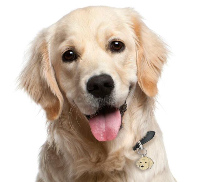 Sinteza celei mai frumoase imagini de câine de Aur